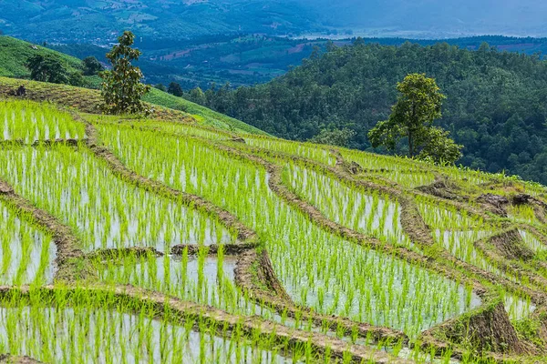 küçük kulübe ve pirinç Teras çevrili ağaçlar ve dağlar Pa Bong Piang Inthanon Milli Parkı ve Mae Chaem, Chiangmai, Tayland, Thailand, bulutlu bir aydınlatma