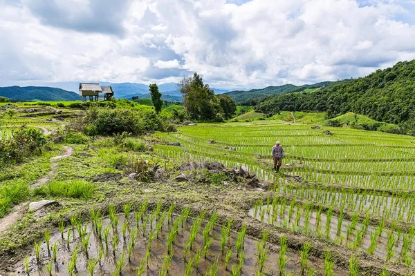 Bir pirinç çiftçi onun pirinç alan Pa Bong Piang Inthanon Milli Parkı ve Mae Chaem, Chiangmai, Tayland yakınında, üzerinde çalışıyor