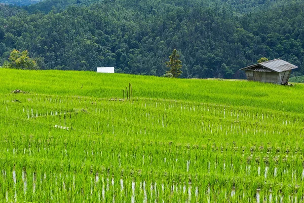 Маленькая хижина и терраса Райс в облачном освещении в окружении деревьев и гор на Па Бонг Пьянг возле национального парка Inthanon и Mae Chaem, Чиангмай, Таиланд — стоковое фото