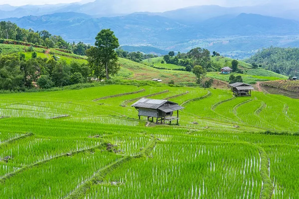 Pirinç Teras çevrili ağaçlar ve dağlar, Pa Bong Piang Inthanon Milli Parkı ve Mae Chaem, Chiangmai, Tayland