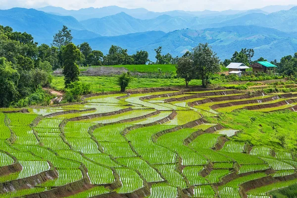 Pirinç Teras çevrili ağaçlar ve dağlar, Pa Bong Piang Inthanon Milli Parkı ve Mae Chaem, Chiangmai, Tayland