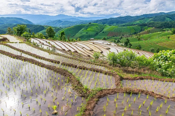 Pirinç Teras çevrili ağaçlar ve dağlar, Pa Bong Piang Inthanon Milli Parkı ve Mae Chaem, Chiangmai, Tayland