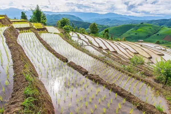 Pirinç Teras çevrili ağaçlar ve dağlar, Pa Bong Piang Inthanon Milli Parkı ve Mae Chaem, Chiangmai, Tayland