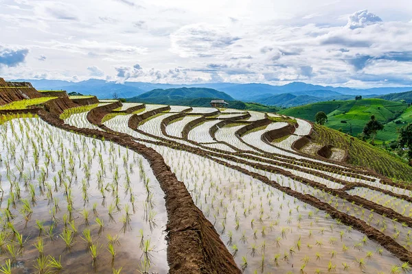Pirinç Teras çevrili ağaçlar ve dağlar, Pa Bong Piang Inthanon Milli Parkı ve Mae Chaem, Chiangmai, Tayland