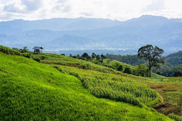 Pirinç Teras çevrili ağaçlar ve dağlar Pa Bong Piang Inthanon Milli Parkı ve Mae Chaem, Chiangmai, Tayland, Thailand, bulutlu bir aydınlatma