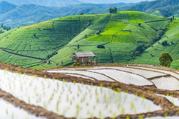Pirinç Teras çevrili ağaçlar ve dağlar Pa Bong Piang Inthanon Milli Parkı ve Mae Chaem, Chiangmai, Tayland, Thailand, bulutlu bir aydınlatma