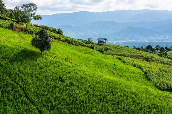Pirinç Teras çevrili ağaçlar ve dağlar Pa Bong Piang Inthanon Milli Parkı ve Mae Chaem, Chiangmai, Tayland, Thailand, bulutlu bir aydınlatma