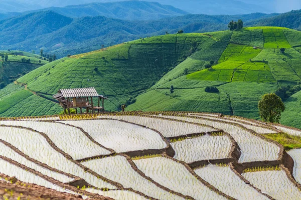 Pirinç Teras çevrili ağaçlar ve dağlar Pa Bong Piang Inthanon Milli Parkı ve Mae Chaem, Chiangmai, Tayland, Thailand, bulutlu bir aydınlatma