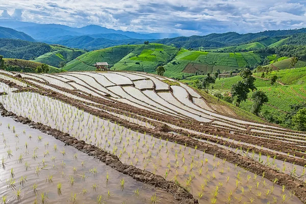 Pirinç Teras çevrili ağaçlar ve dağlar Pa Bong Piang Inthanon Milli Parkı ve Mae Chaem, Chiangmai, Tayland, Thailand, bulutlu bir aydınlatma