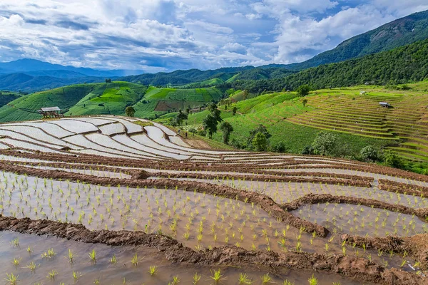 Pirinç Teras çevrili ağaçlar ve dağlar Pa Bong Piang Inthanon Milli Parkı ve Mae Chaem, Chiangmai, Tayland, Thailand, bulutlu bir aydınlatma
