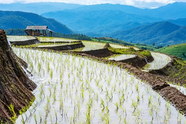 Pirinç Teras çevrili ağaçlar ve dağlar Pa Bong Piang Inthanon Milli Parkı ve Mae Chaem, Chiangmai, Tayland, Thailand, bulutlu bir aydınlatma
