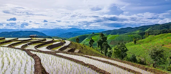 Panorama view of Rice terrace surrounded by trees and mountains at Pa Bong Piang near Inthanon National Park and Mae Chaem, Chiangmai, Thailand