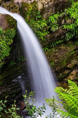 Liffey düşüyor devlet rezerv, Midlands bölge Tasmania, Avustralya.