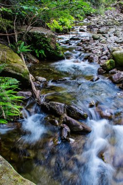 Liffey Falls, Liffey Nehri üzerinde dört ayrı katmanlı çağlayan şelalenin bir dizi Tazmanya, Avustralya Midlands bölgesinde bulunan.