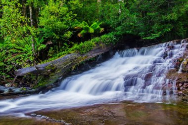 Liffey düşüyor devlet rezerv, Midlands bölge Tasmania, Avustralya.