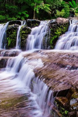 Liffey düşüyor devlet rezerv, Midlands bölge Tasmania, Avustralya.