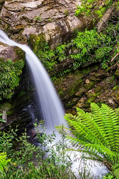 Liffey Falls, Liffey Nehri üzerinde dört ayrı katmanlı çağlayan şelalenin bir dizi Tazmanya, Avustralya Midlands bölgesinde bulunan.
