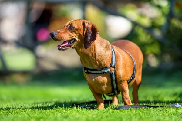 Dachshund Köpek açık. Doğa arka plan üzerinde şirin dachshund.