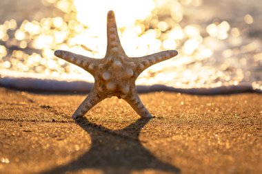 Deniz yıldızı deniz plaj gün batımında.