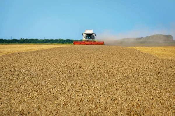 Combine harvester in action on wheat field. — Stock Photo, Image