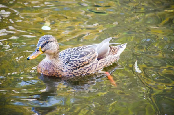 De vogel van de eend in het water — Stockfoto