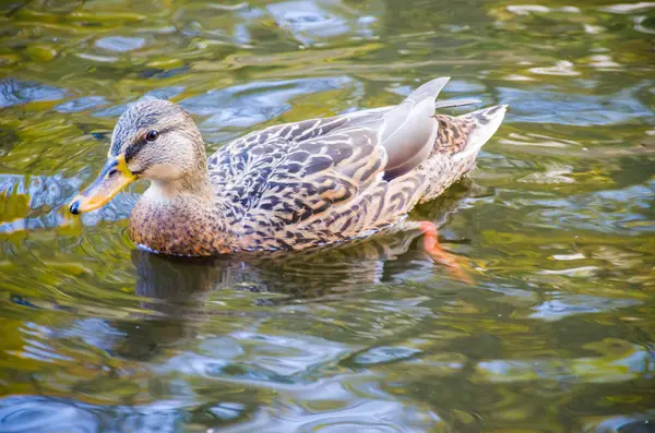 El pájaro pato en el agua —  Fotos de Stock
