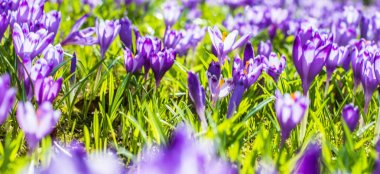 Vahşi doğada Çiğdem çiçek