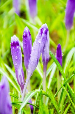 Vahşi doğada Çiğdem çiçek