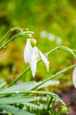 Vahşi doğada Çiğdem çiçek