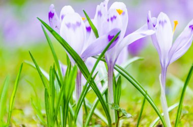 Vahşi doğada Çiğdem çiçek