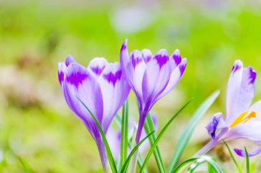 Vahşi doğada Çiğdem çiçek