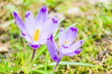 Vahşi doğada Çiğdem çiçek