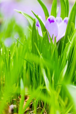 Vahşi doğada Çiğdem çiçek