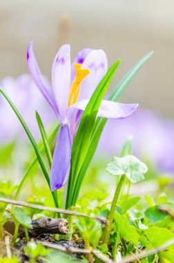 Vahşi doğada Çiğdem çiçek