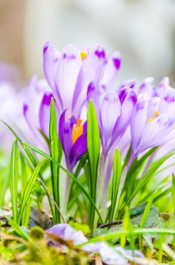 Vahşi doğada Çiğdem çiçek