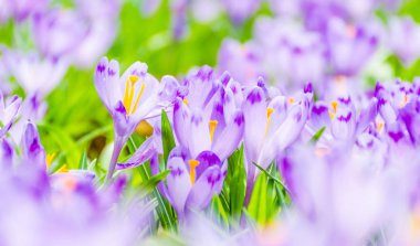 Vahşi doğada Çiğdem çiçek