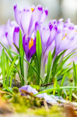 Vahşi doğada Çiğdem çiçek