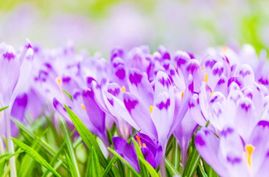 Vahşi doğada Çiğdem çiçek