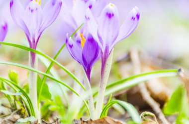 Vahşi doğada Çiğdem çiçek