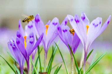 Vahşi doğada Çiğdem çiçek