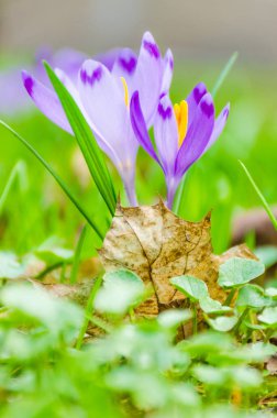 Vahşi doğada Çiğdem çiçek