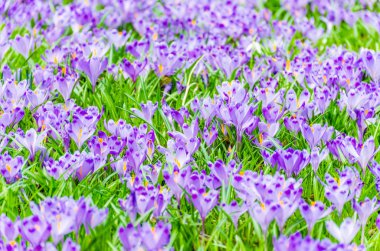 Vahşi doğada Çiğdem çiçek