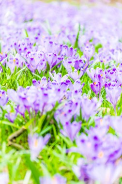 Vahşi doğada Çiğdem çiçek