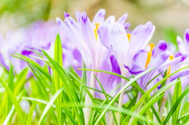 Vahşi doğada Çiğdem çiçek