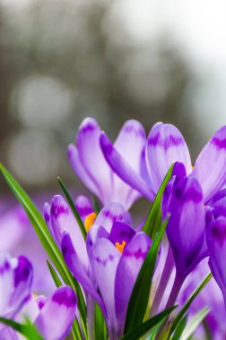 Vahşi doğada Çiğdem çiçek