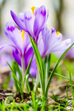 The crocus flower in the wild nature clipart