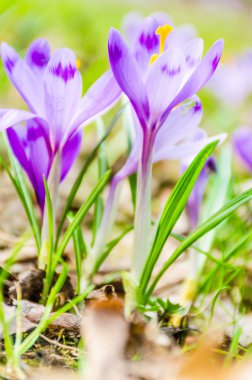 Vahşi doğada Çiğdem çiçek