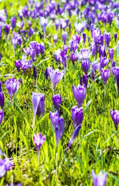 Vahşi doğada Çiğdem çiçek