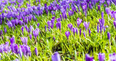 Vahşi doğada Çiğdem çiçek