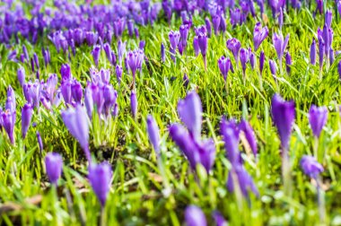 Vahşi doğada Çiğdem çiçek